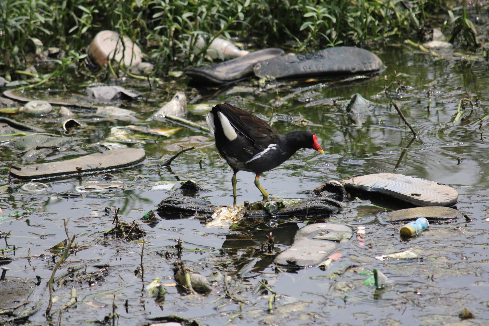 Common Gallinule Amidst Polluted Waters 