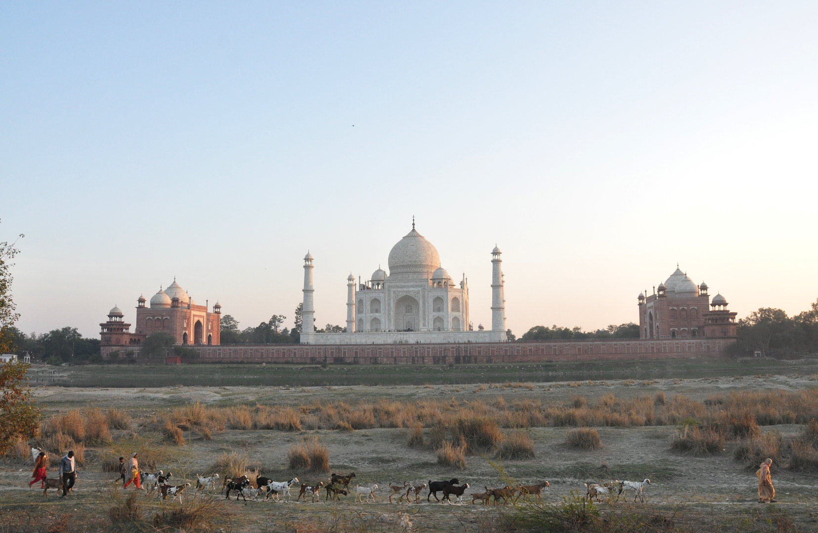 Vision of Taj Mahal with a grazing horse in foreground.