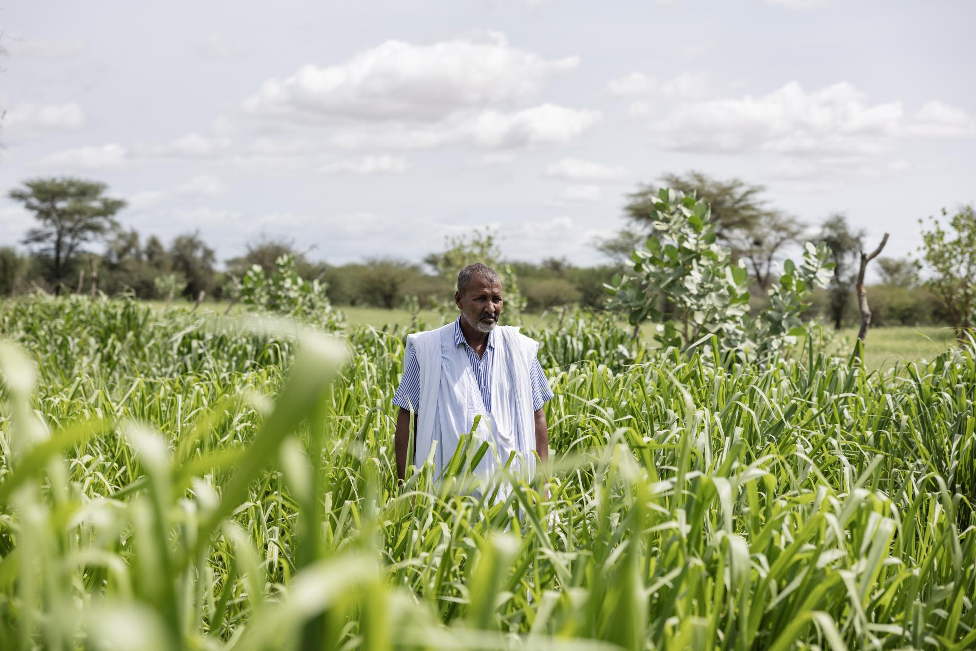 Photo story from Anthony Denaer, oportunity crops, img 1