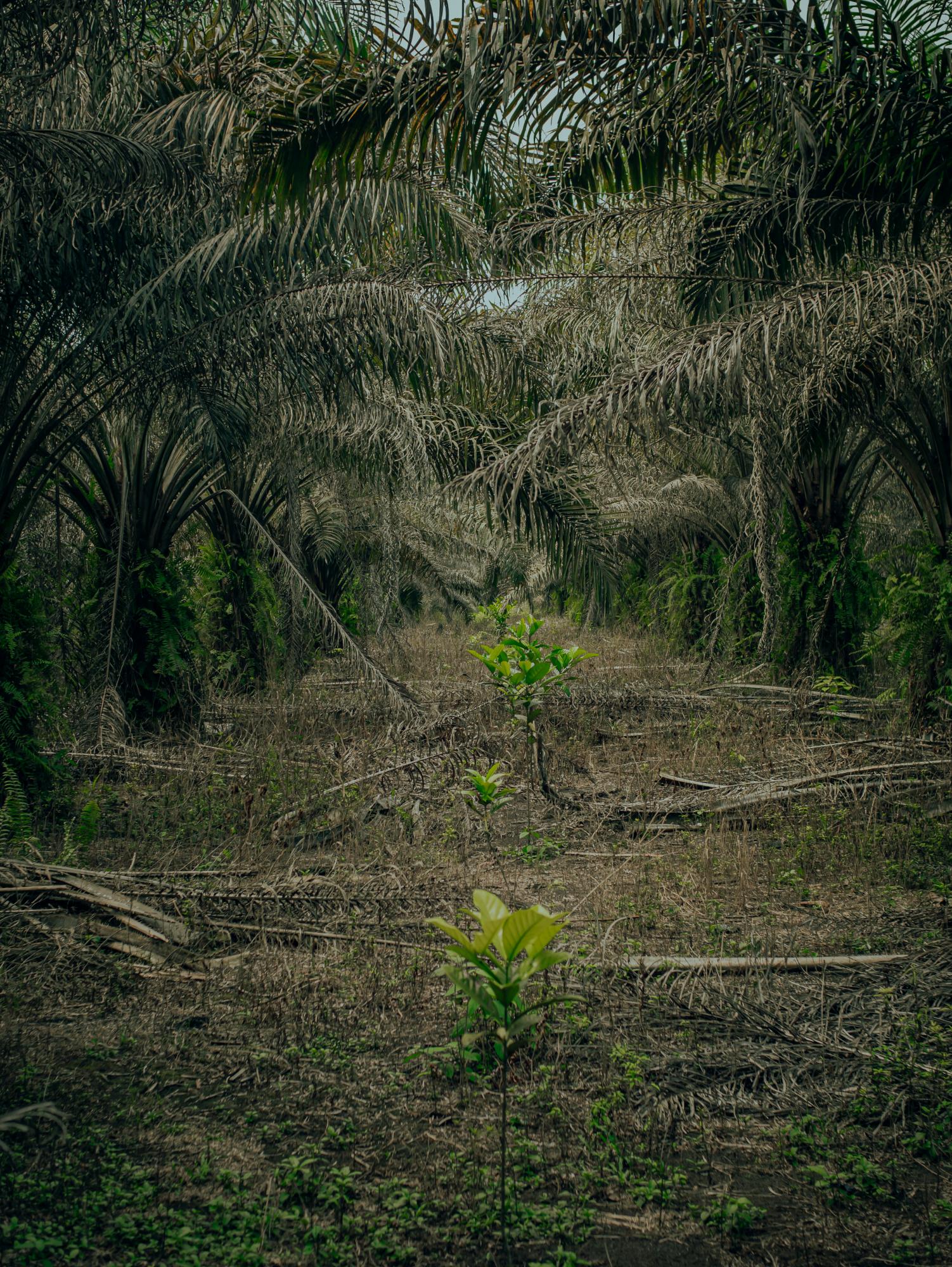 Photo form Husnul Khotimah showing seedlings beneath an alley sided by palm trees.
