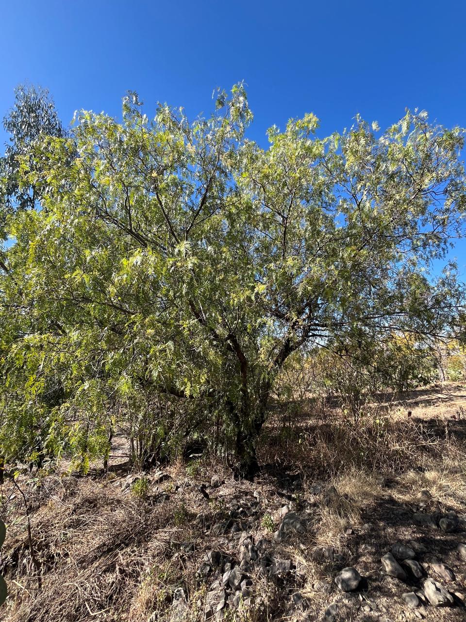 Photo of photo story from Ana Willmann showing a Molle treee.