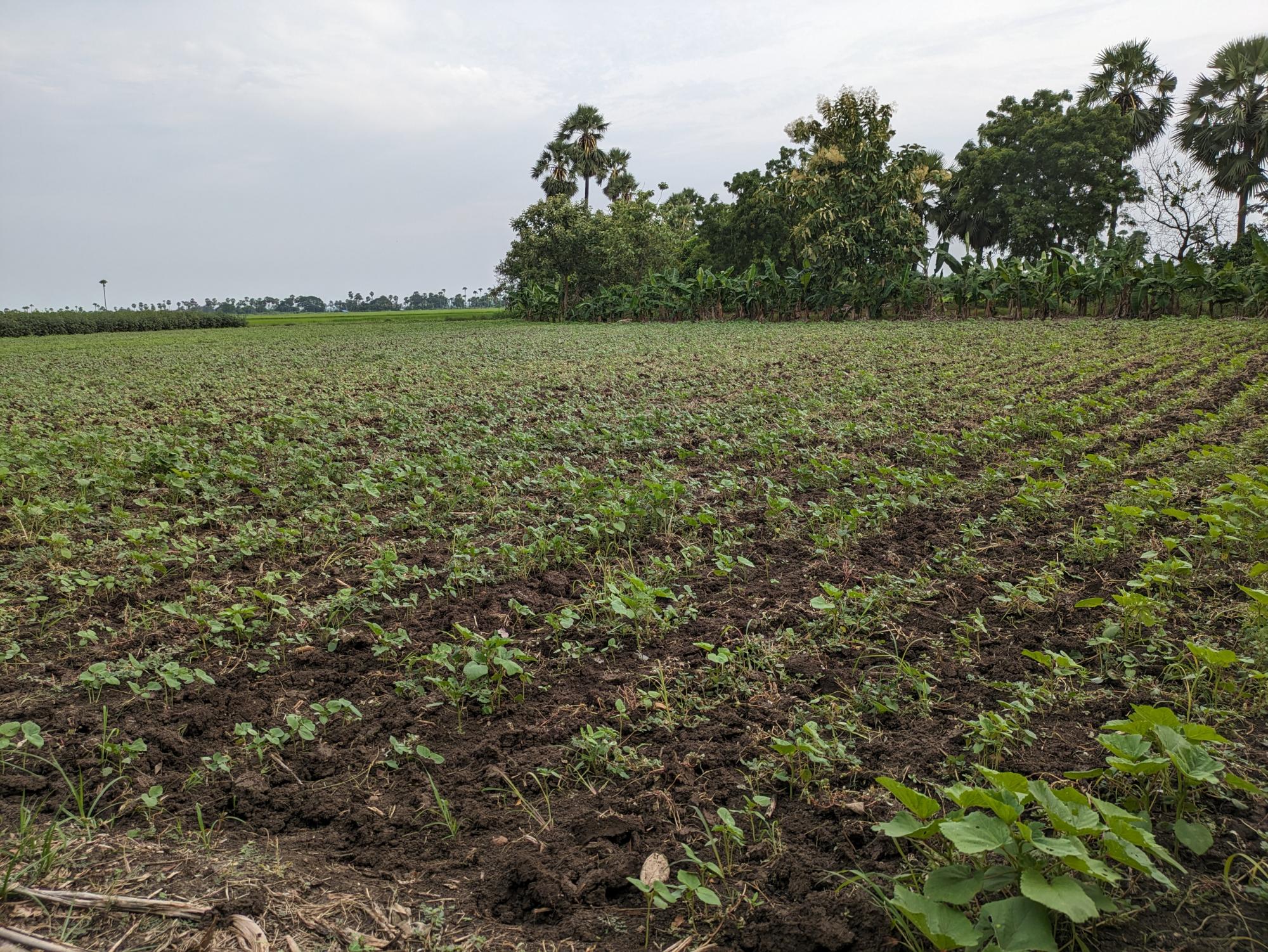 Photo of photo story from Yash Srivastava showing a field.