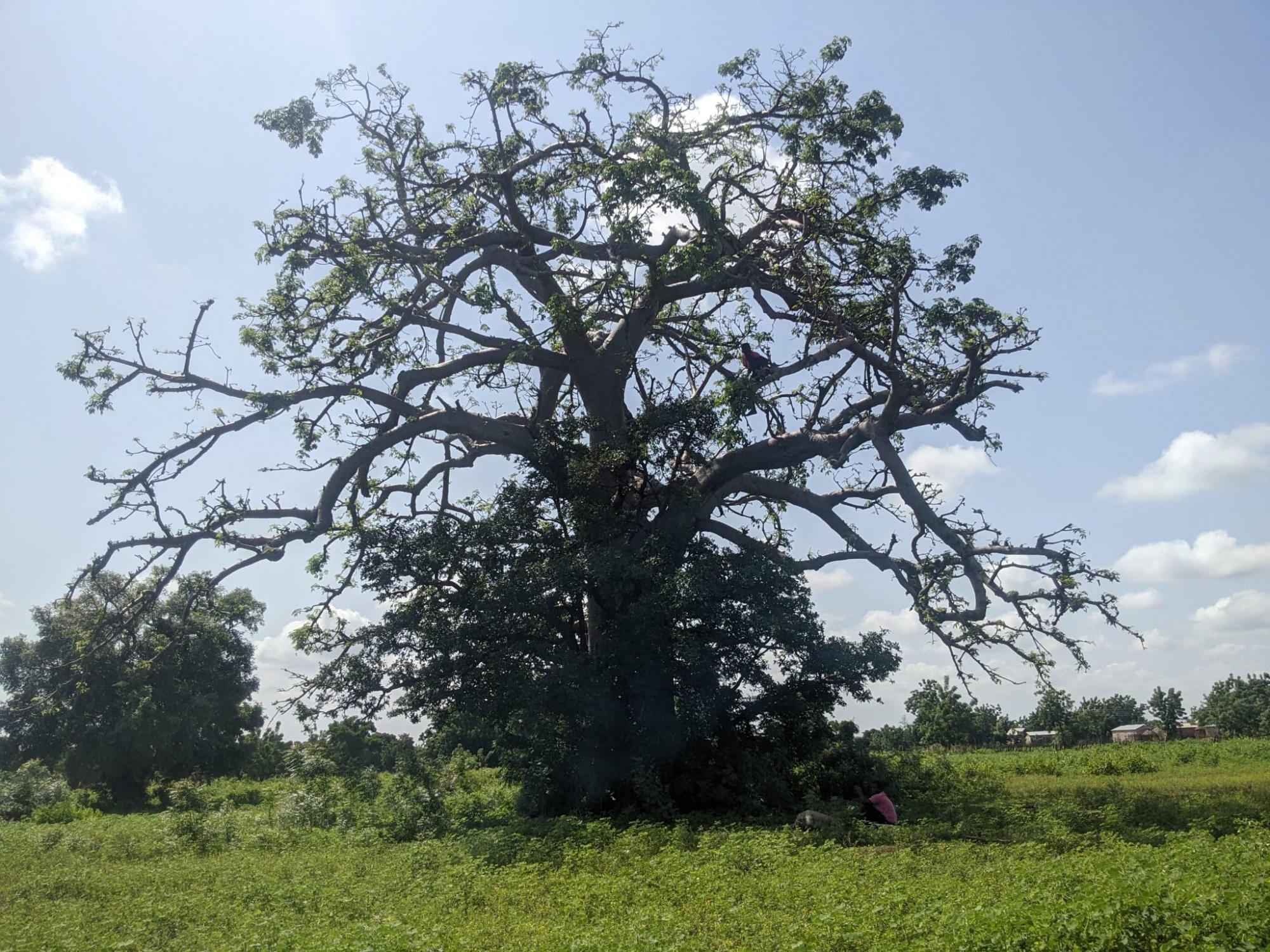 Photo of photo story from Cecile Poitevin showing a baobab treee.