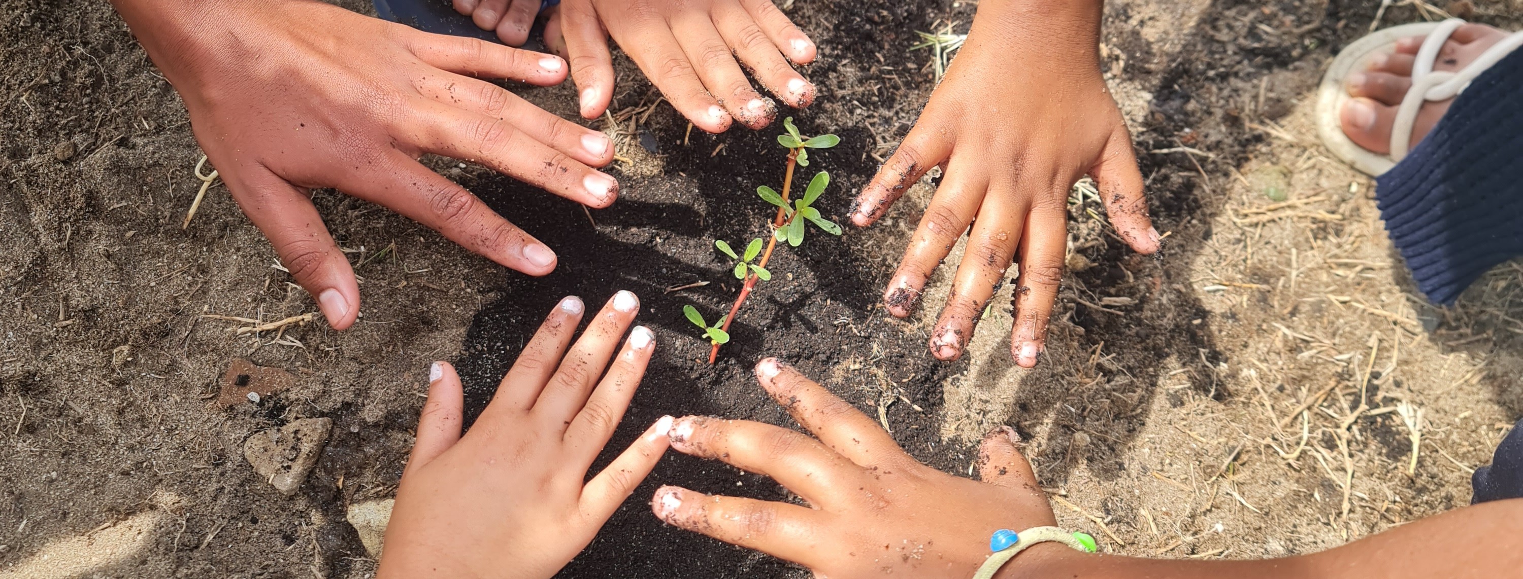 Hands protecting a seedling.