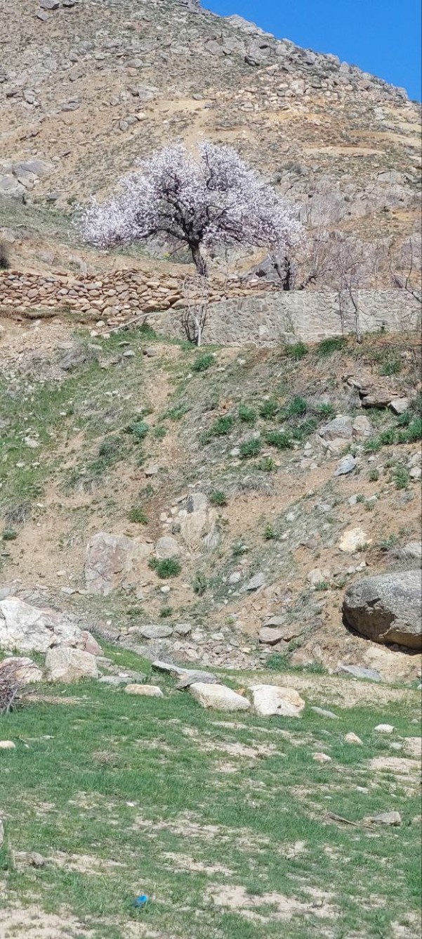 Barren mountanious landscape with florishing tree.