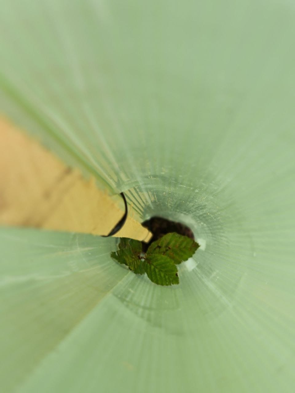 Seedling in protection