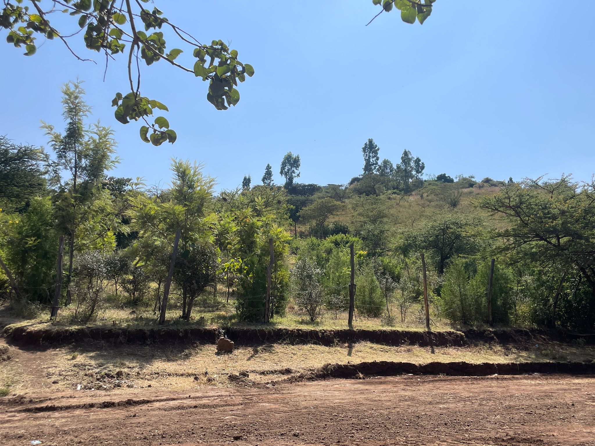 Trees in November 2025