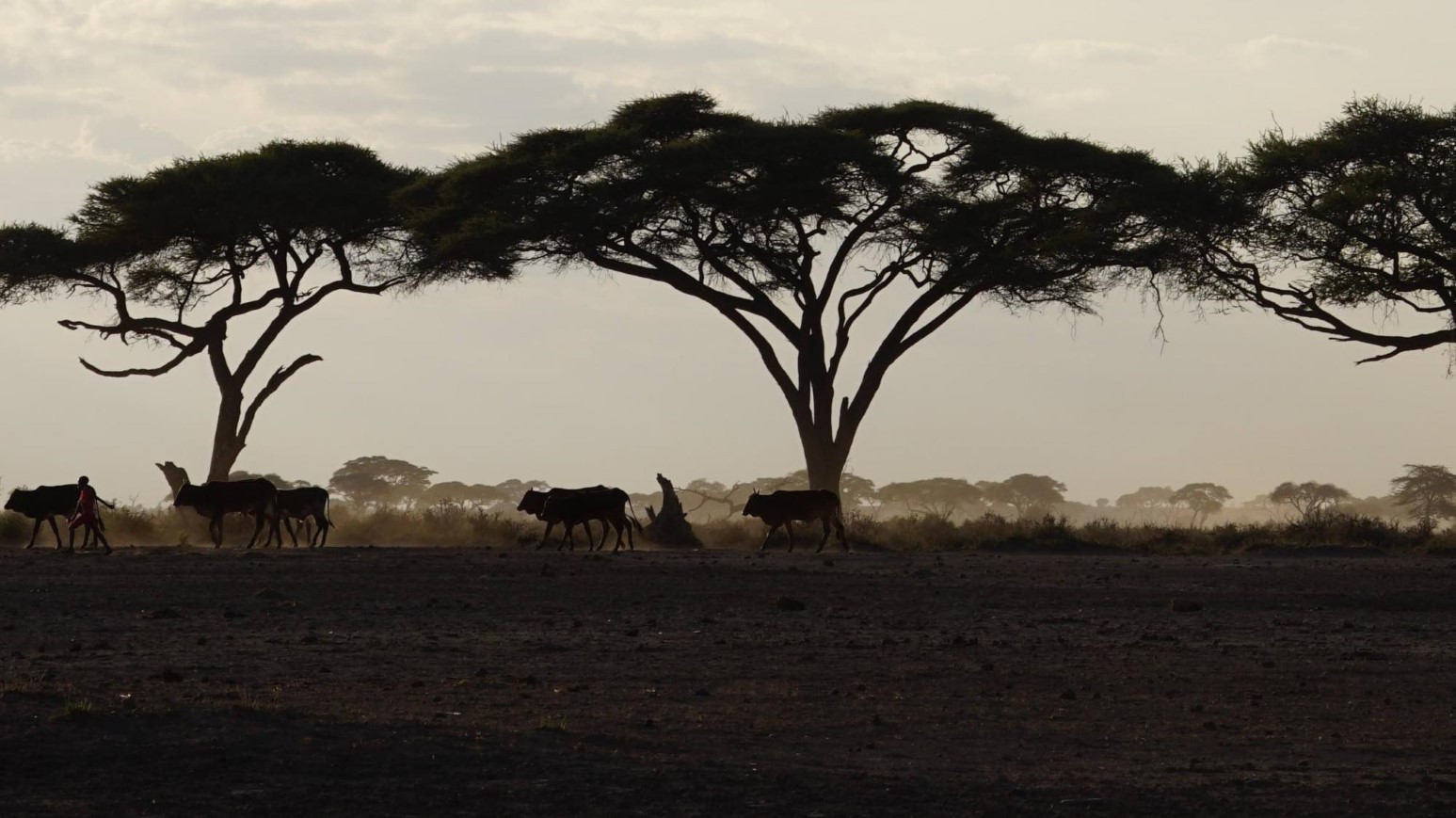 Acacia trees in savanna