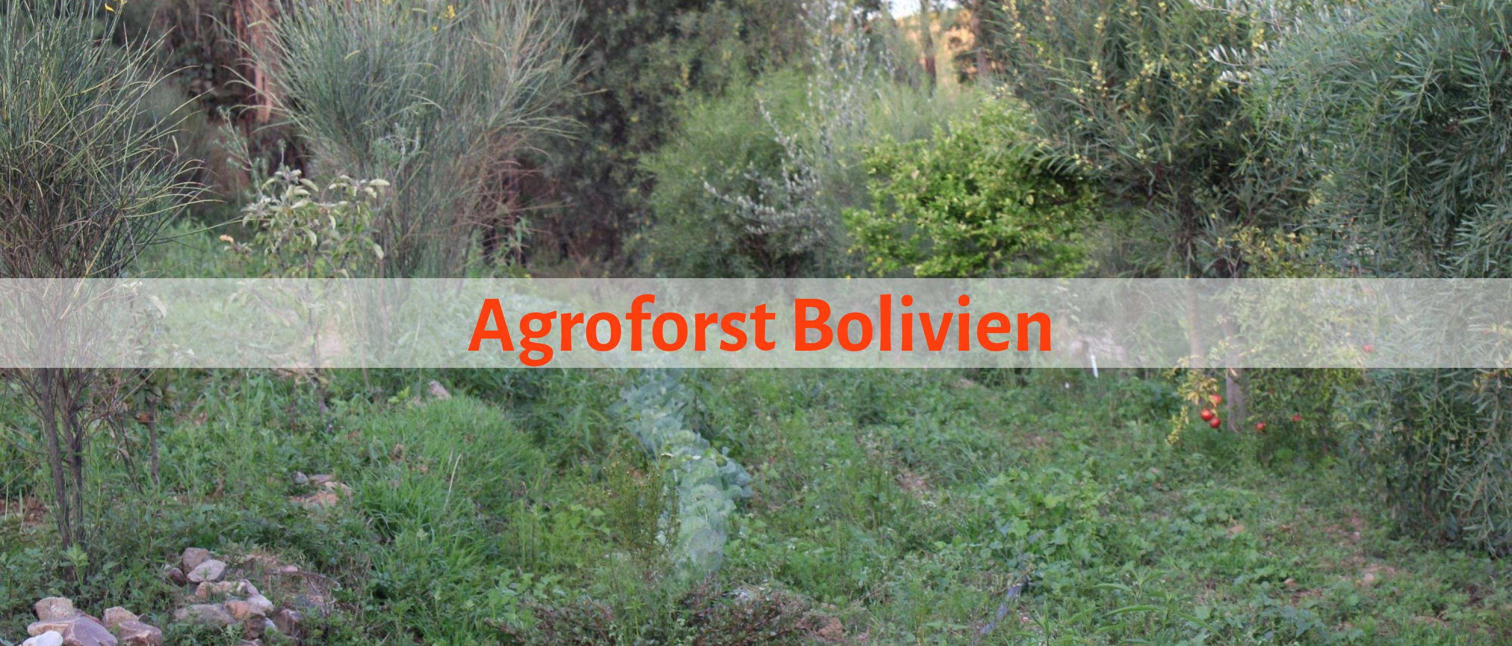 Dynamisches Agroforst-System